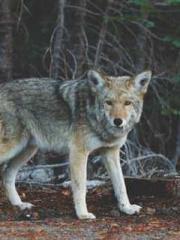 The Daring Wife of a